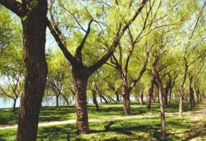 Weiden winden sich im Wind