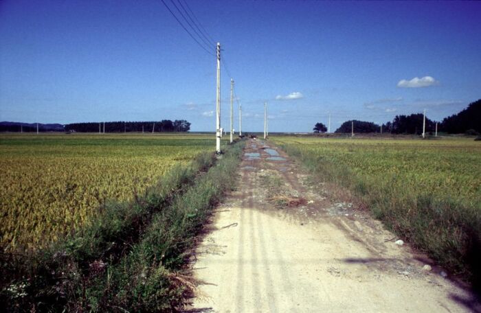 Feldweg durch die Reisfelder