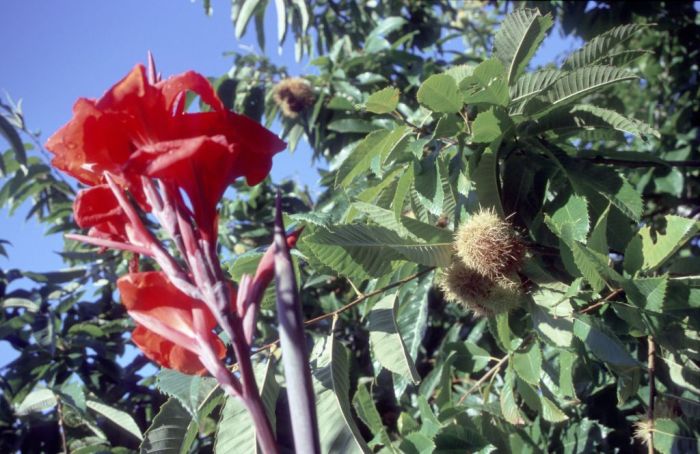 Eßkastanien und schöne Blüten