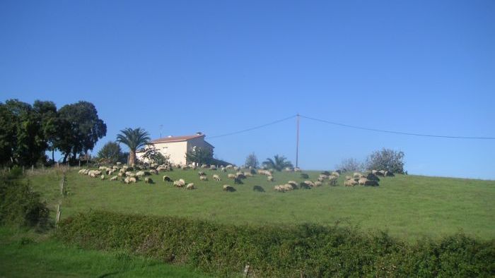 Schafe mit einer Palme neben der N198