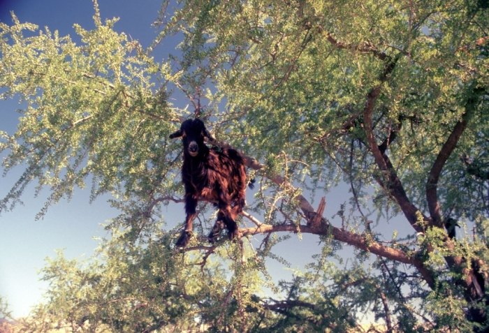 Ziegen suchen nach etwas essbaren im Baum